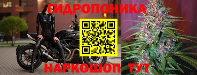 прущие крисы Аргун