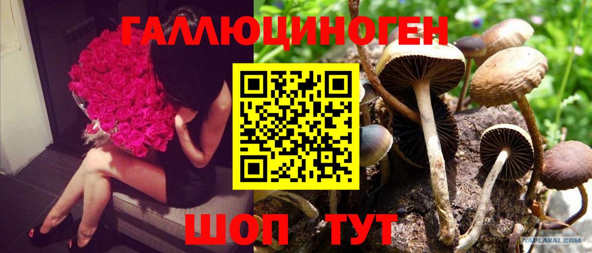 Псилоцибиновые грибы Psilocybine cubensis  Галлюциногенные грибы Psilocybe  Кизляр  Вход с VPN 
